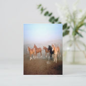 Carte postale des chevaux (Debout devant)