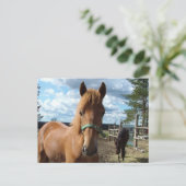 Carte postale des chevaux (Debout devant)