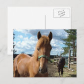 Carte postale des chevaux (Devant / Derrière)