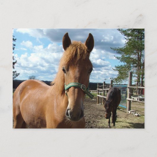 Carte postale des chevaux (Devant)