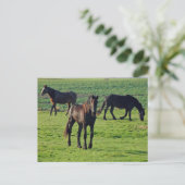 Carte postale des chevaux (Debout devant)