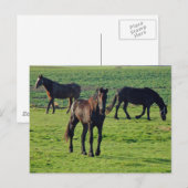 Carte postale des chevaux (Devant / Derrière)