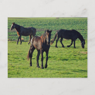 Carte postale des chevaux