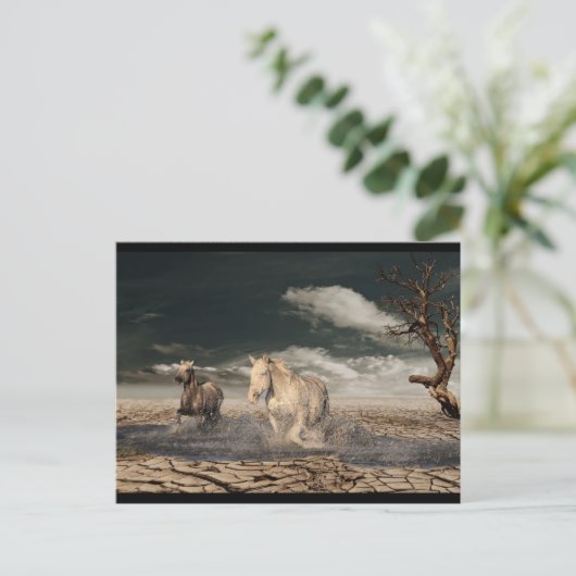 carte postale des chevaux du désert (Debout devant)