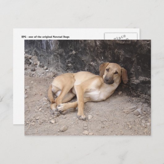 Carte postale des Chiens Nowzad RPG (Devant / Derrière)