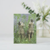 Carte Postale Des Chiots Loups hurlent dans la prairie (Debout devant)
