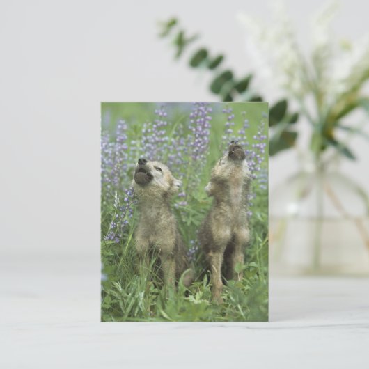 Carte Postale Des Chiots Loups hurlent dans la prairie (Debout devant)