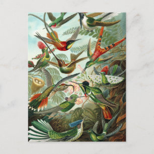 Carte postale des colibris de Haeckel