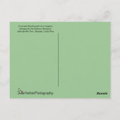 Carte postale des colibris de Woodnymphe (Dos)