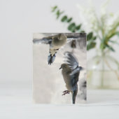 Carte Postale Des colombes en deuil pacifiques en pleine fuite (Debout devant)