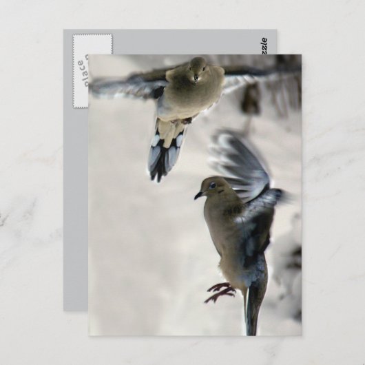 Carte Postale Des colombes en deuil pacifiques en pleine fuite (Devant / Derrière)