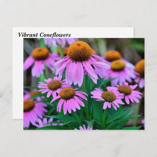 Carte Postale des consoeurs dynamiques (Devant / Derrière)