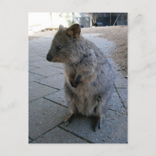 Carte Postale "Des coups de bâton en Australie : une Quokka gris