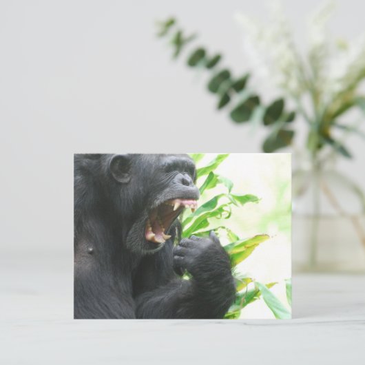 Carte postale des crocs de chimpanzé (Debout devant)
