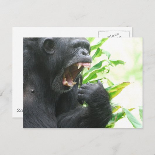 Carte postale des crocs de chimpanzé (Devant / Derrière)