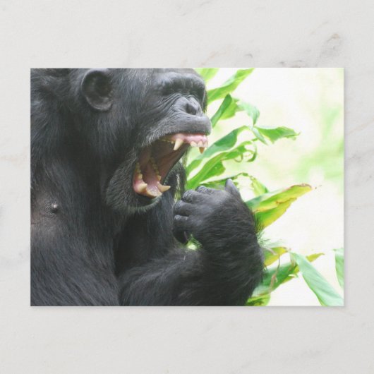 Carte postale des crocs de chimpanzé (Devant)