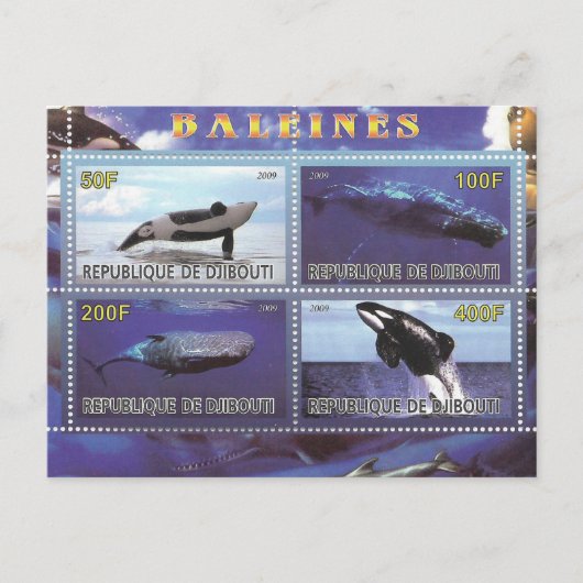 carte postale des dauphins de baleine (Devant)