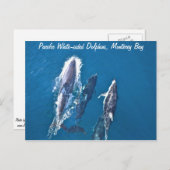 Carte postale des dauphins du Pacifique (Devant / Derrière)