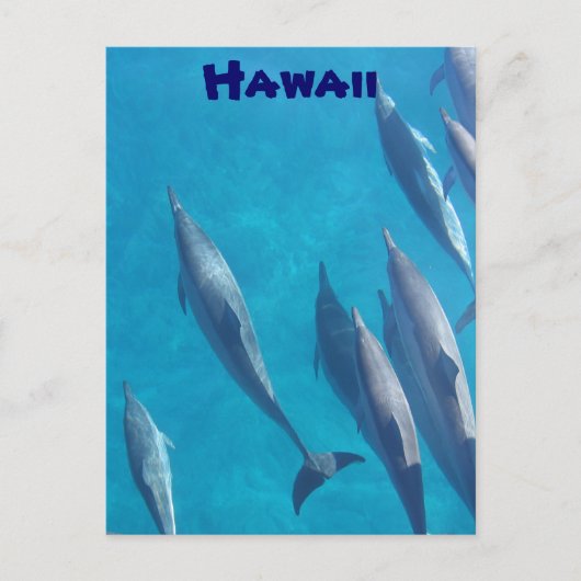 Carte postale des dauphins hawaïens (Devant)