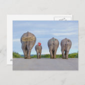 Carte postale des éléphants itinérants (Devant / Derrière)