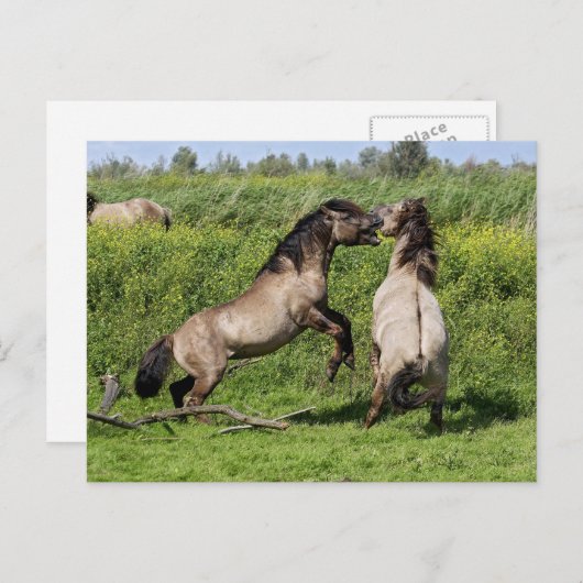 carte postale des étalons sauvages (Devant / Derrière)