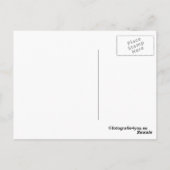 carte postale des étalons sauvages (Dos)