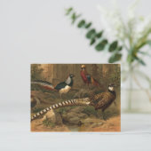 Carte postale des faisans (Debout devant)