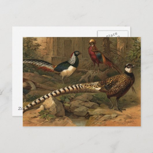Carte postale des faisans (Devant / Derrière)