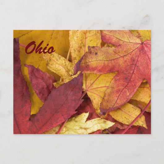 Carte postale des feuilles d'automne de l'Ohio (Devant)