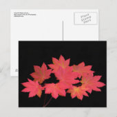 Carte Postale Des Feuilles d'érable colorés... (Devant / Derrière)