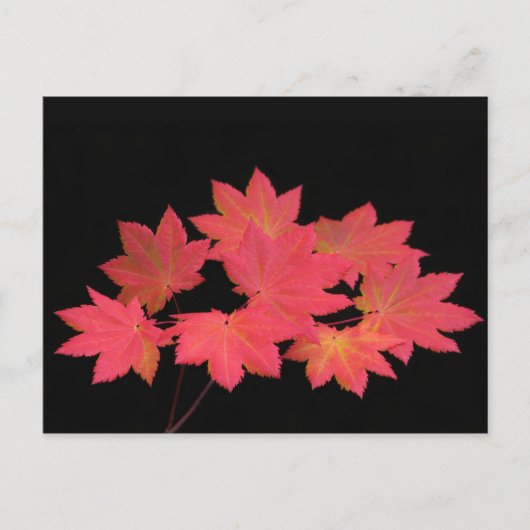 Carte Postale Des Feuilles d'érable colorés... (Devant)