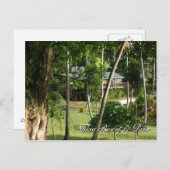 Carte postale des Fidji (Devant / Derrière)