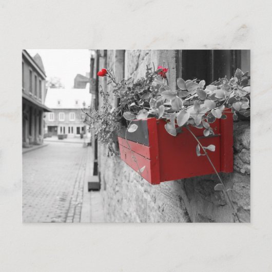 Carte Postale Des fleurs à Montréal (Devant)