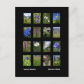 Carte postale des fleurs alpines (Devant)