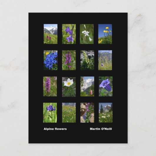 Carte postale des fleurs alpines (Devant)