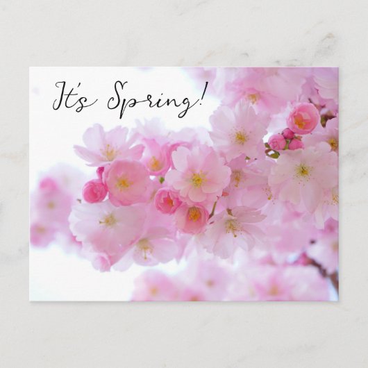 Carte postale des fleurs de cerisier (Devant)