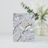 Carte postale des fleurs de cerisiers dans Trinity (Debout devant)