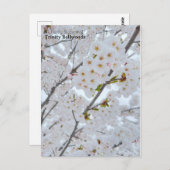 Carte postale des fleurs de cerisiers dans Trinity (Devant / Derrière)