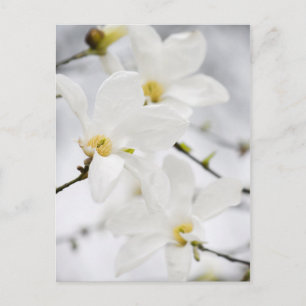Carte postale des fleurs de Magnolia