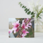 Carte postale des fleurs de nectarine (Debout devant)