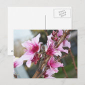 Carte postale des fleurs de nectarine (Devant / Derrière)