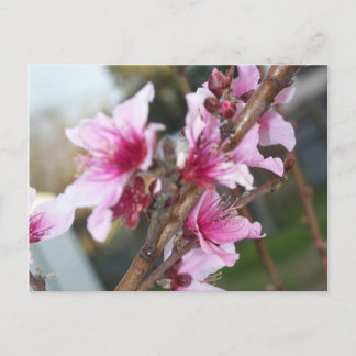 Carte postale des fleurs de nectarine