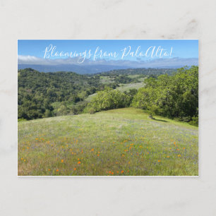 Carte Postale Des fleurs de Palo Alto !