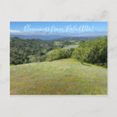 Carte Postale Des fleurs de Palo Alto ! (Devant)