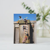 Carte Postale Des fubby qui grimpent dans une maison d'oiseaux. (Debout devant)