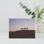 Carte Postale Des gens à dos de chameau, Maroc (Debout devant)