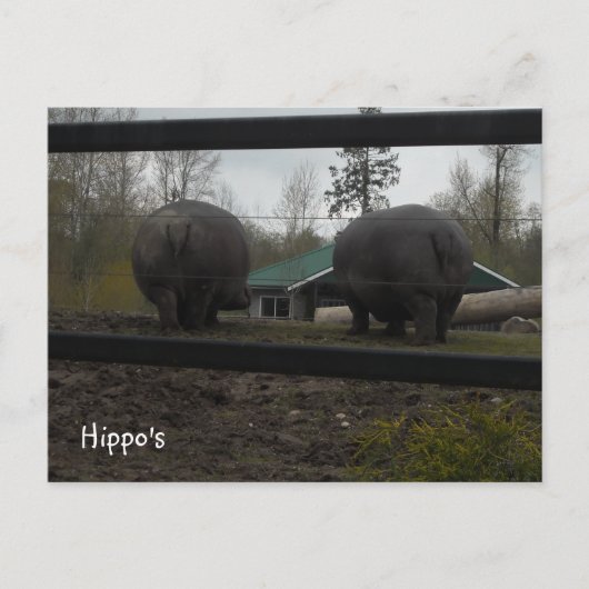 Carte Postale Des Hippopotames Drôle À Pied (Devant)