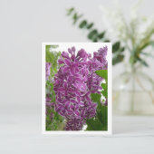 Carte postale des lilas de Rochester (Debout devant)