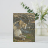 Carte postale des Lions (Debout devant)