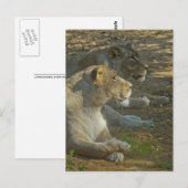 Carte postale des Lions (Devant / Derrière)